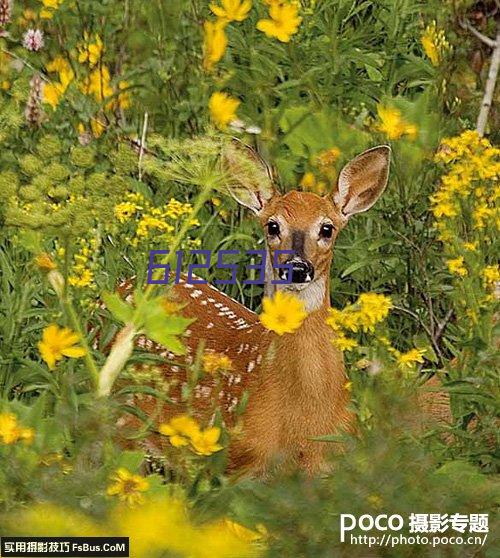 迈阿密AC女足