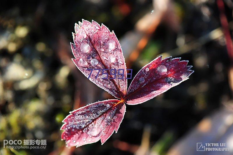 膨润土猫砂产地